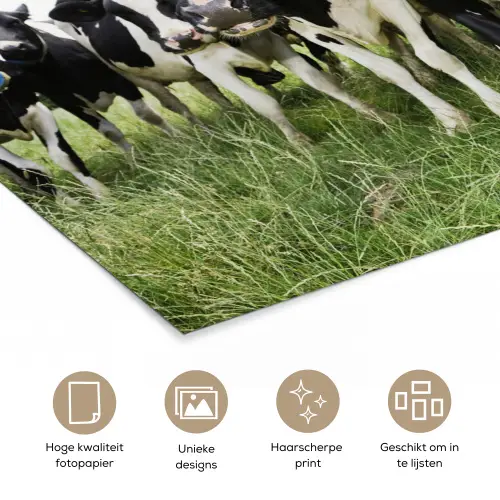 Koeien - Gras - Lente - Dieren - Weiland - Boerderij poster papier klein -closeup_NL