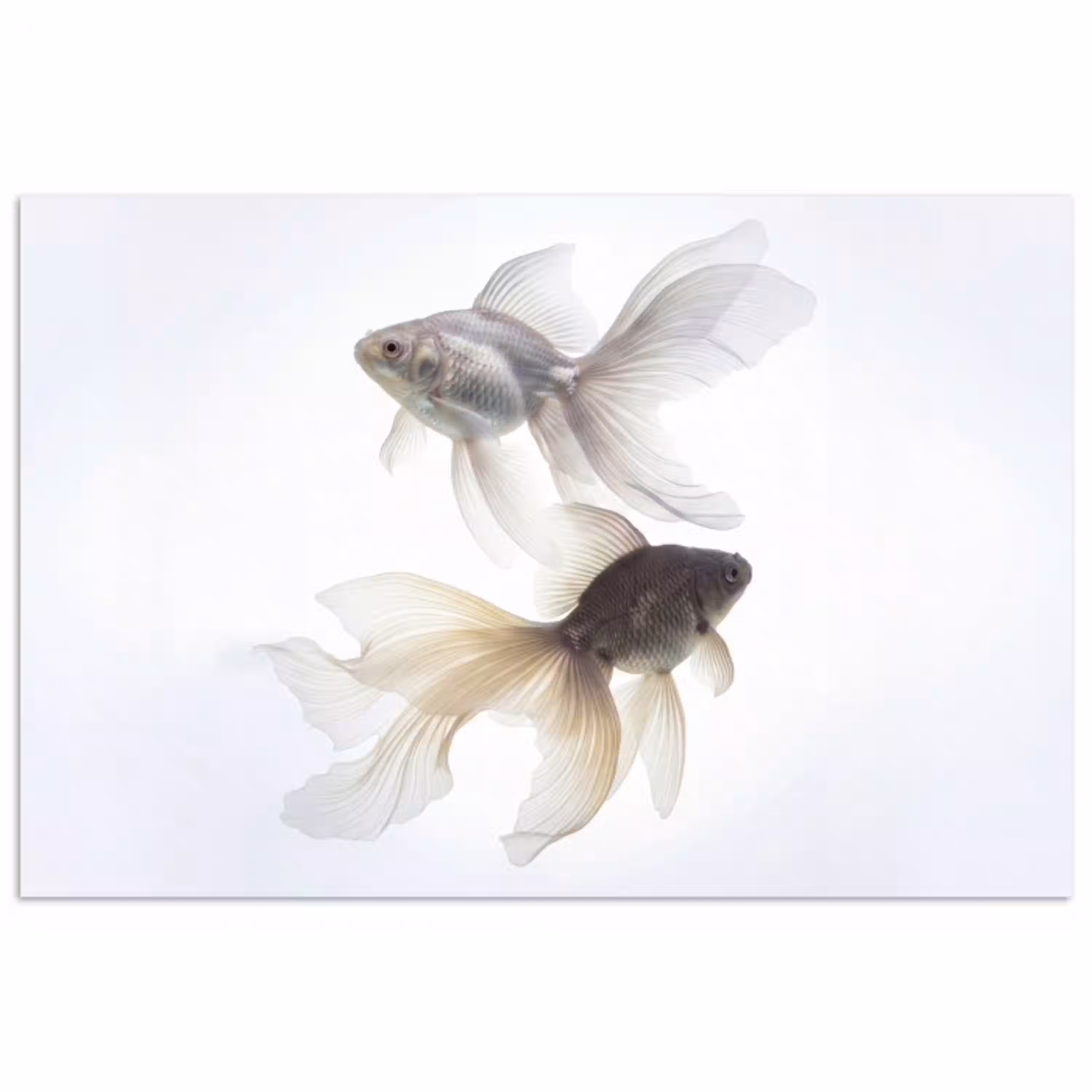 Goudvissen - Modern - Wit poster papier klein -3d