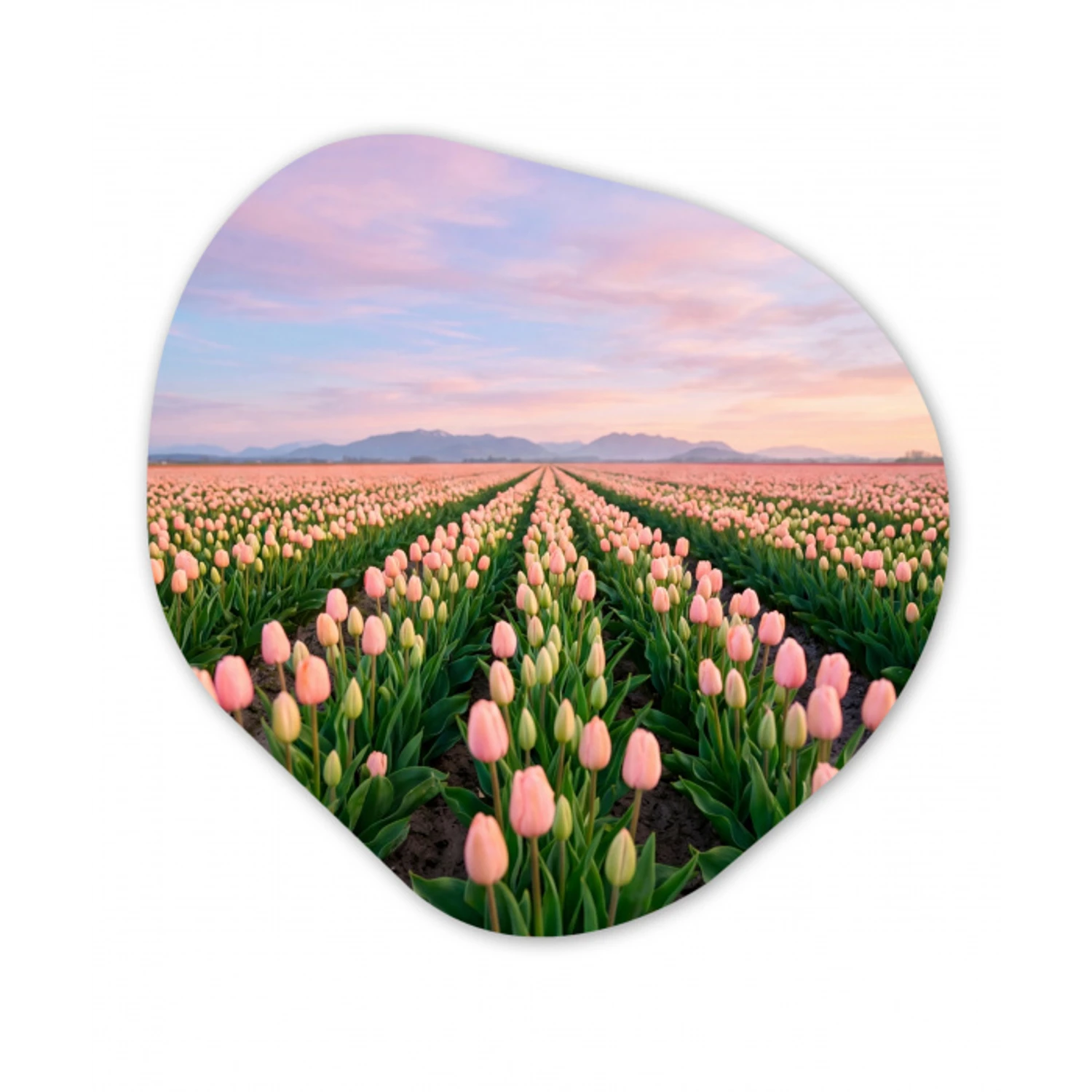 Tulpen - Landschap - Roze Wandcirkel Organisch Forex 3mm klein -3d