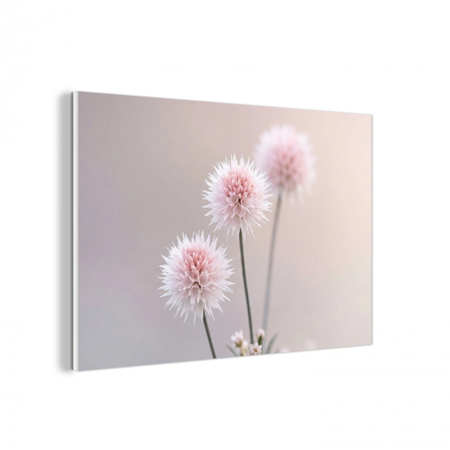 Bloemen - Bollen - Roze forex 5mm xxl -3d