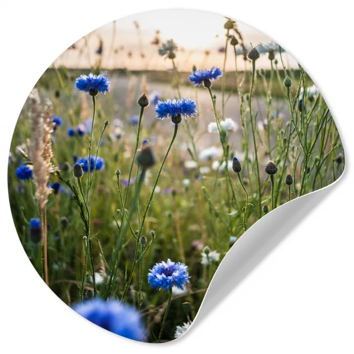 Bloemen - Zomer - Korenbloem - Blauw - Zon - Wolken Wandcirkel behangsticker klein -3d