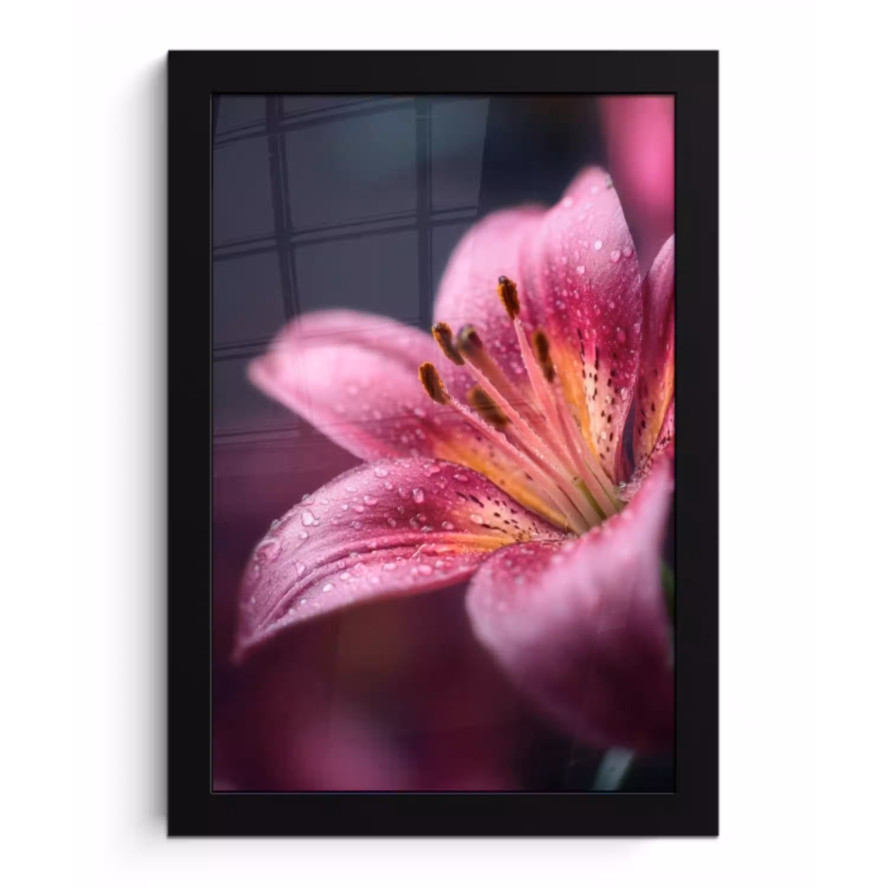 Roze - lelie - Dauwdruppels fotolijst zwart zonder passe partout klein -3d