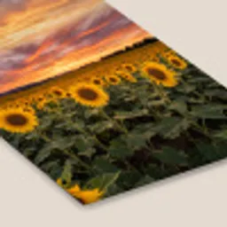 Zonnebloemen - Heuvellandschap - Geel fotolijst zwart zonder passe partout klein -zsfeer6