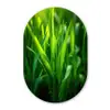 Grassprieten - Lichtinval - Groen Wandcirkel Ovaal Glas middel -3d
