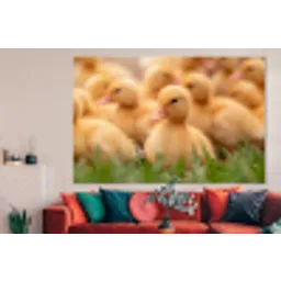 Pijltje - Eend - Natuur - Geel forex 5mm xxl -woonkamer