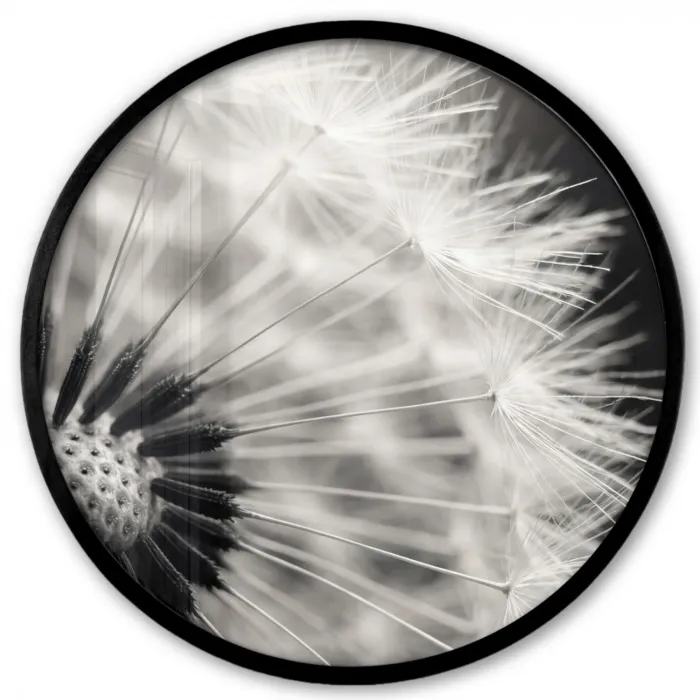 Paardenbloem - Zwart - Wit Fotolijst rond zonder passe partout klein -3d