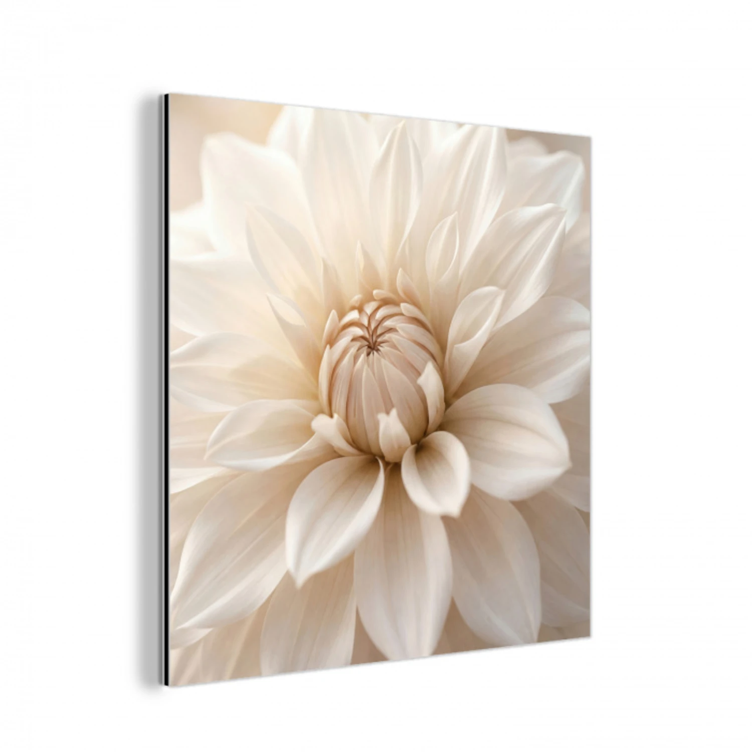 Bloem - Dahlia - Wit aluminium wit klein -3d