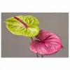 Planten - Anthurium - Groen - Roze poster papier klein -3d