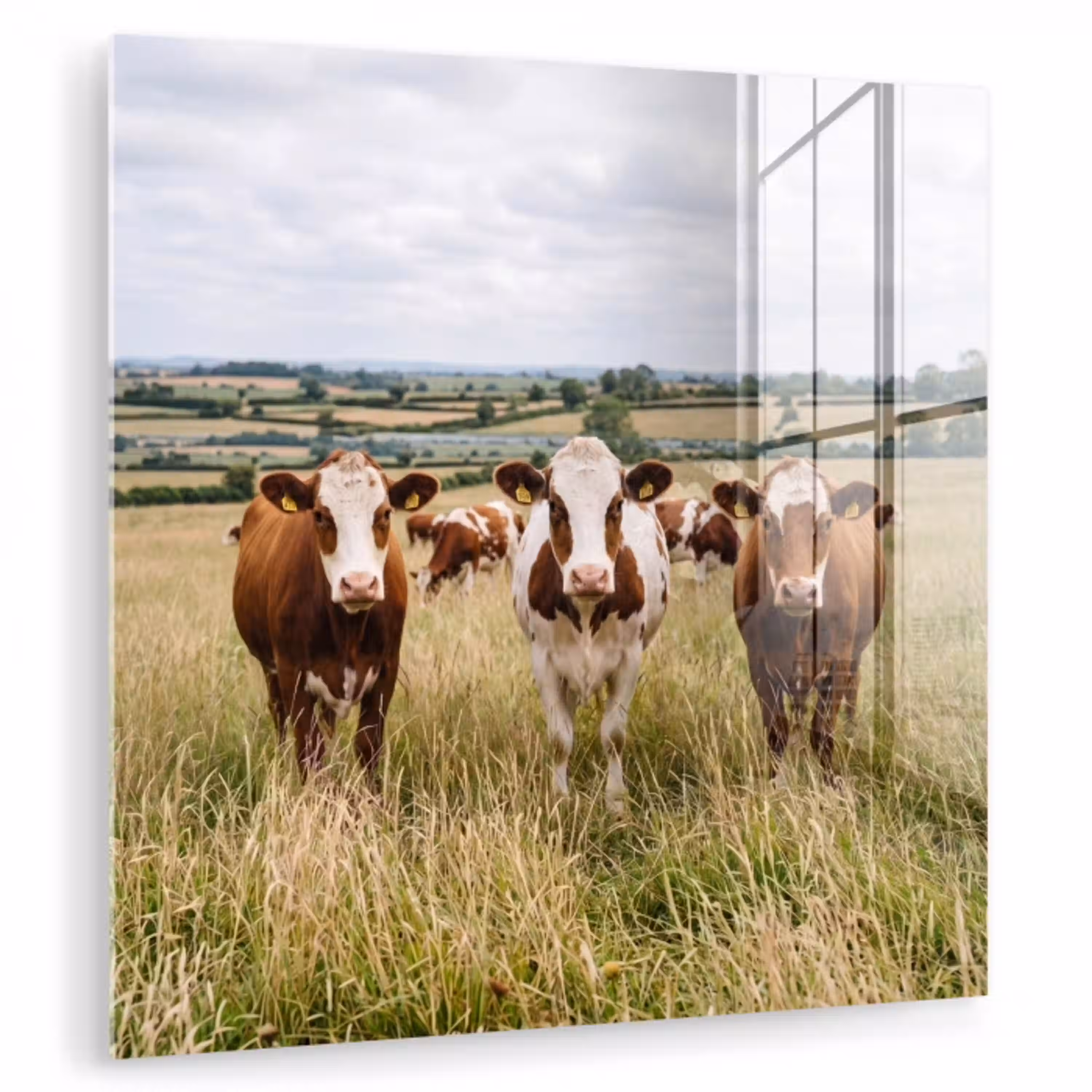 Koeien - Portret - Weide - Boerderij - Nieuwsgierig plexiglas 5mm klein -zzzproduct_nieuw