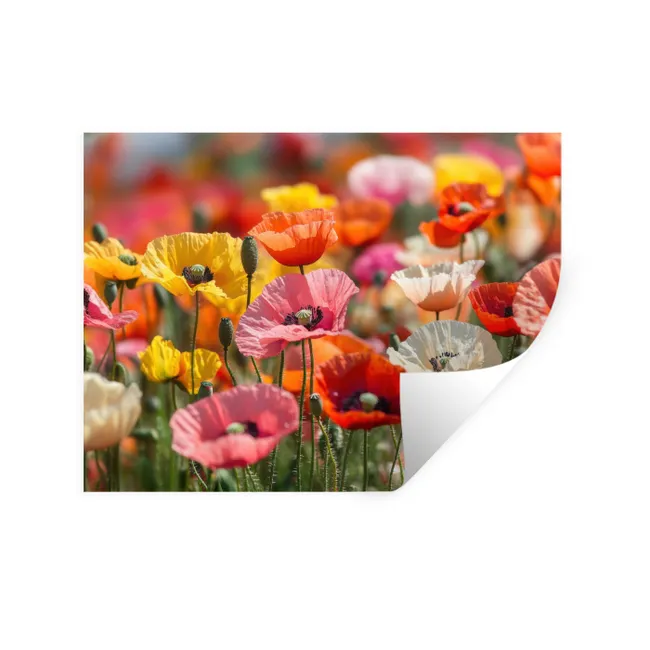 Wall Sticker - Field of flowers - Poppies - Colorful