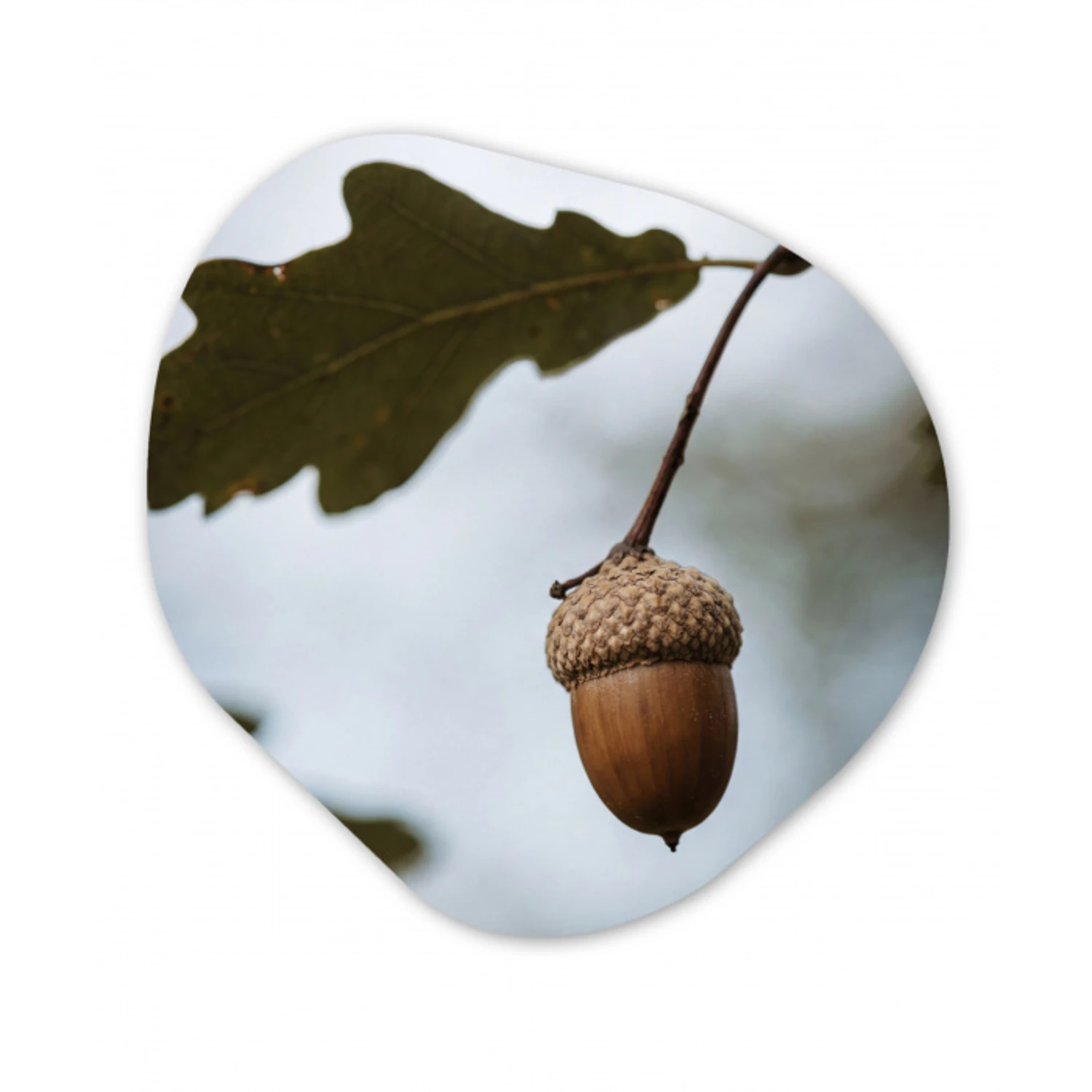 Eikel - Eikenblad - Bos - Herfst - Natuur Wandcirkel Organisch Forex 3mm klein -3d