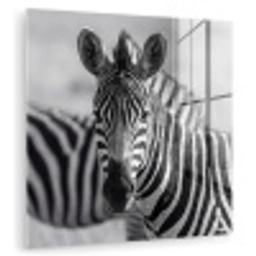 Zebra's - Zwart - Wit plexiglas 5mm klein -zzzproduct_nieuw