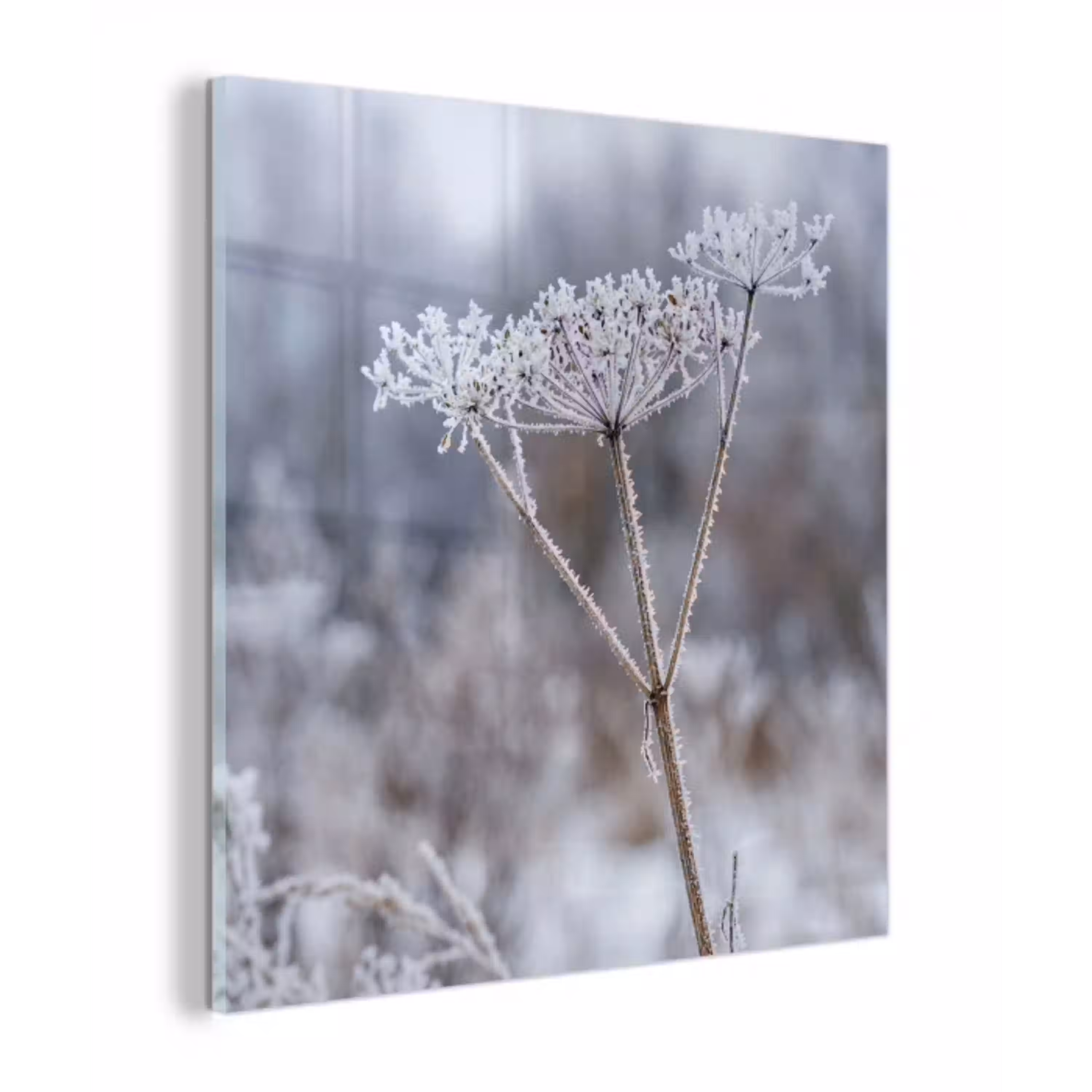 Schermbloem - Rijp - Kristallen - Winter - Delicaat plexiglas 5mm klein -z3d