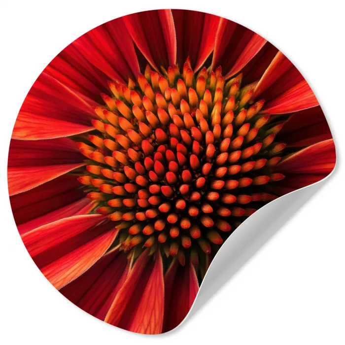 Close up - Bloem- Rood Wandcirkel behangsticker klein -3d