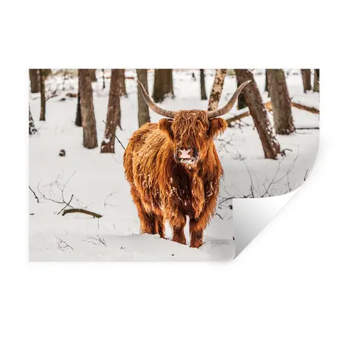 Schotse Hooglander - Sneeuw - Winter - Natuur - Dieren Muursticker klein -3d