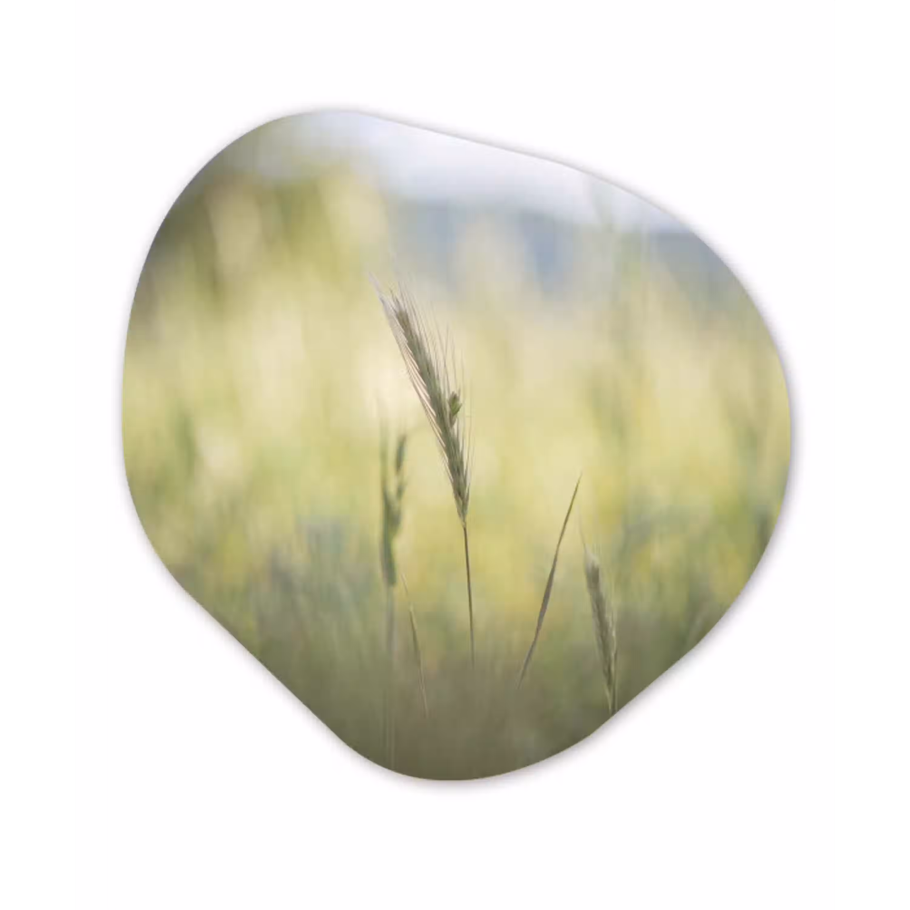 Graan - Aar - Natuur - Groen - Detail Wandcirkel Organisch Forex 3mm klein -3d