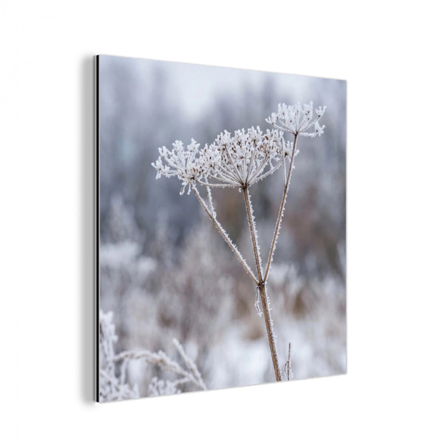 Schermbloem - Rijp - Kristallen - Winter - Delicaat aluminium wit klein -3d