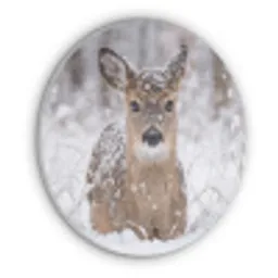 Hert - Sneeuw - Bos - Dieren - Vertederend Akoestische PET Vilt - Rond klein -3d