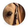 Paard - Oog - Bruin Wandcirkel aluminium klein -3d