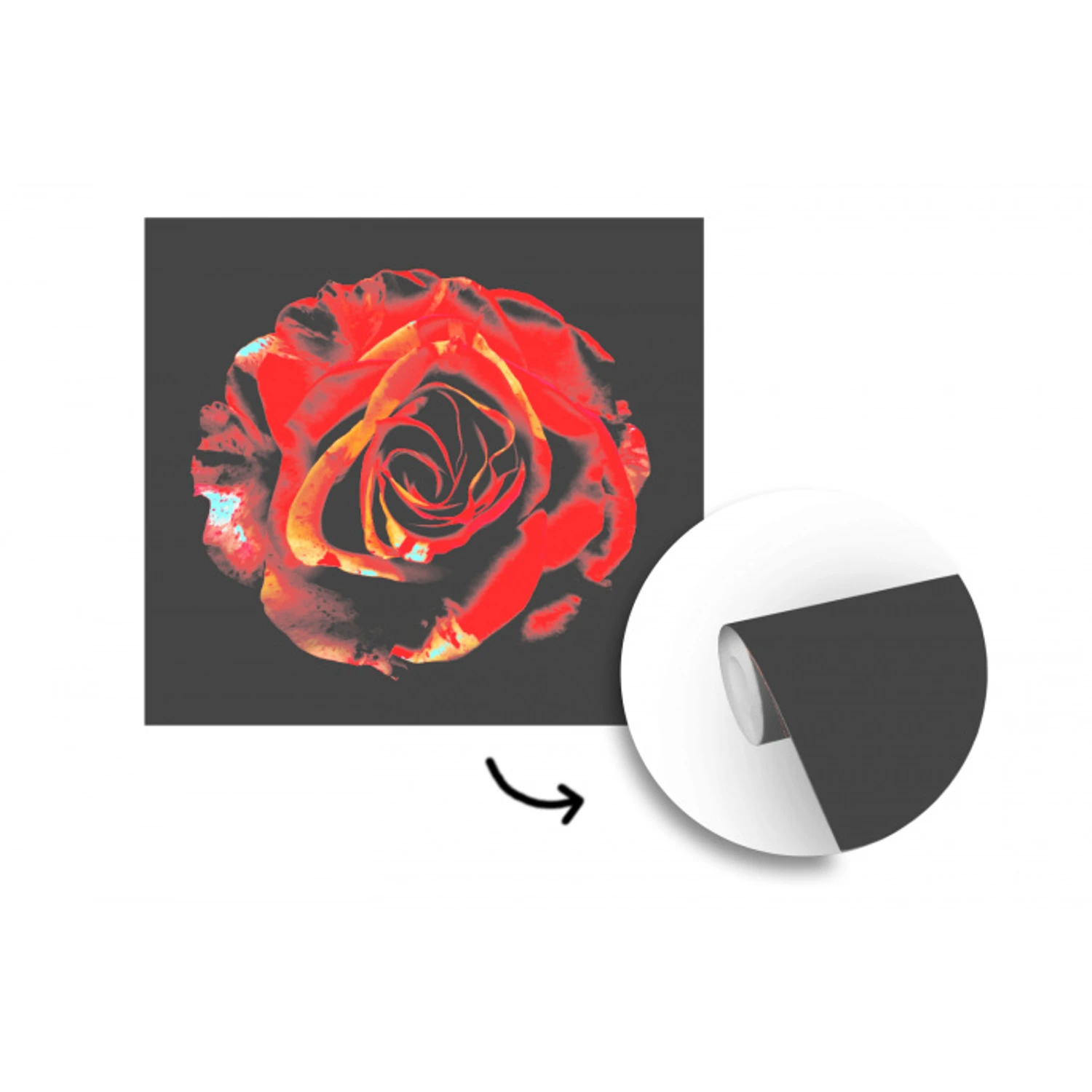 Bloem - Roos - Rood - Zwart fotobehang vinyl groot -3d