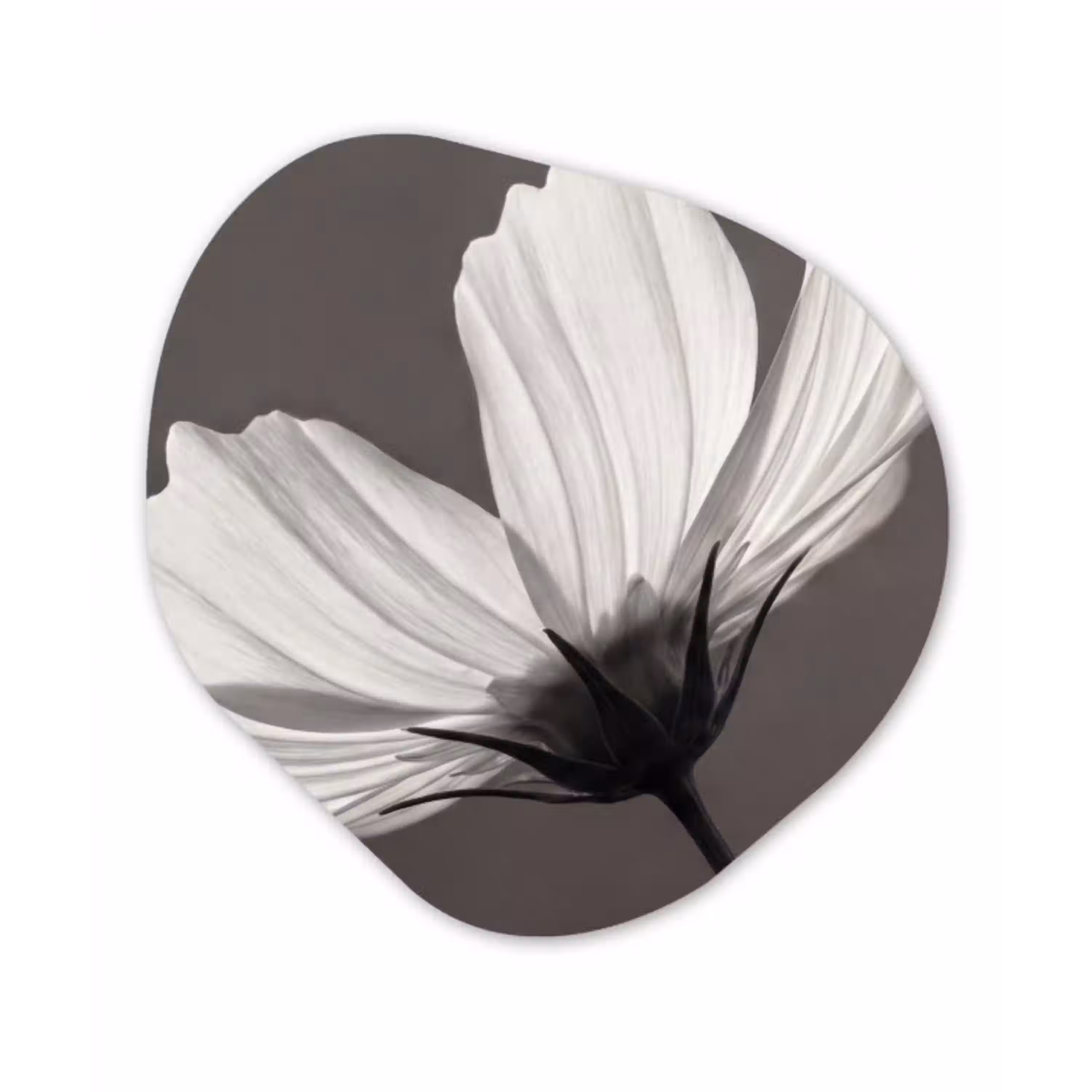 Bloem - Minimalistisch - Zwart - Wit Wandcirkel Organisch Aluminium middel -3d