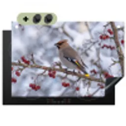 Pestvogel - Bessen - Winter - Natuur Inductie beschemer met haakjes klein -3d