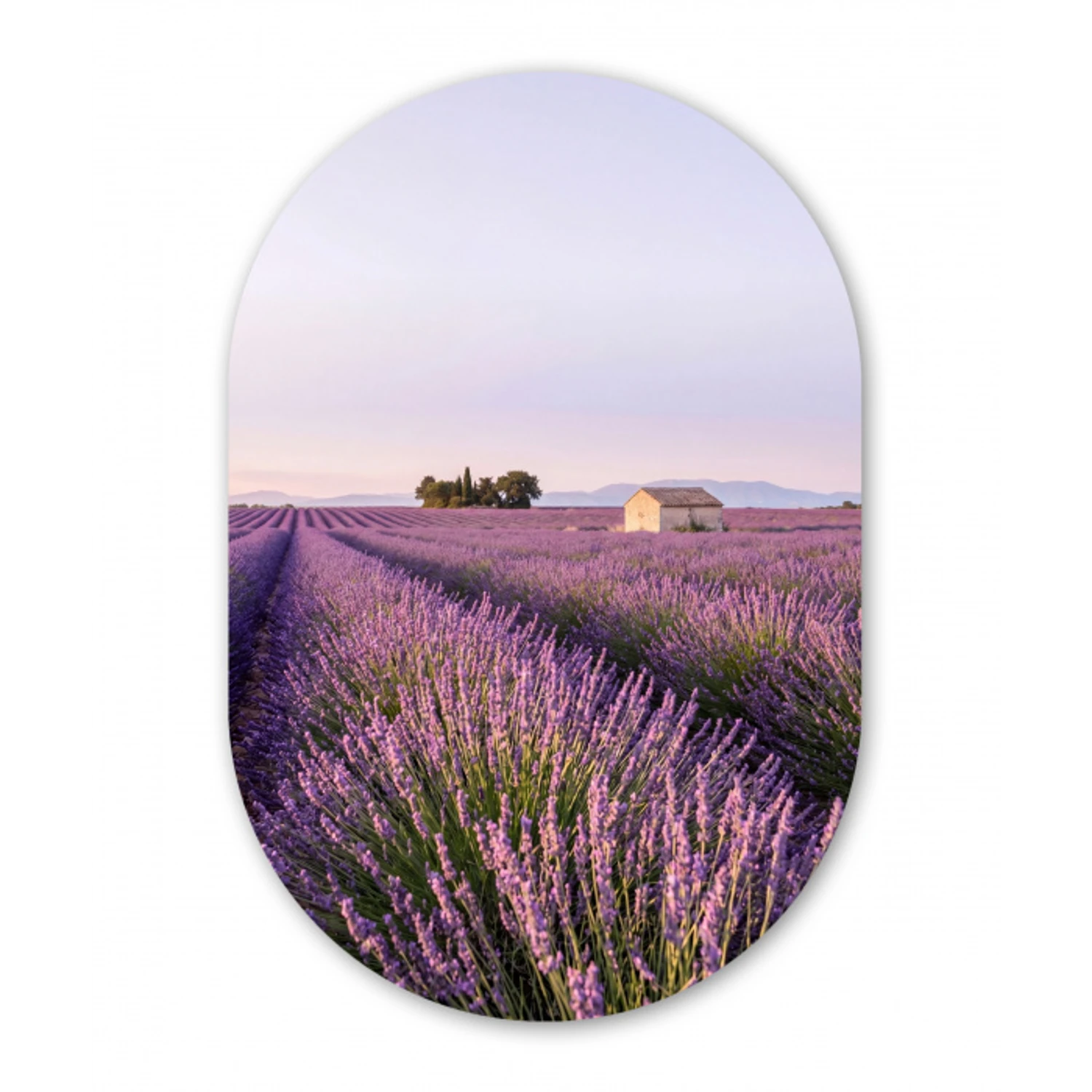 Lavendel - Landschap - Sereen - Paars Wandcirkel Ovaal Forex klein -3d