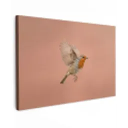 Roodborst - Natuur - Roze canvas 2cm klein -z3d