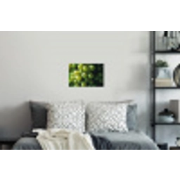 Druiven - Tros - Groen Muursticker klein -slaapkamer