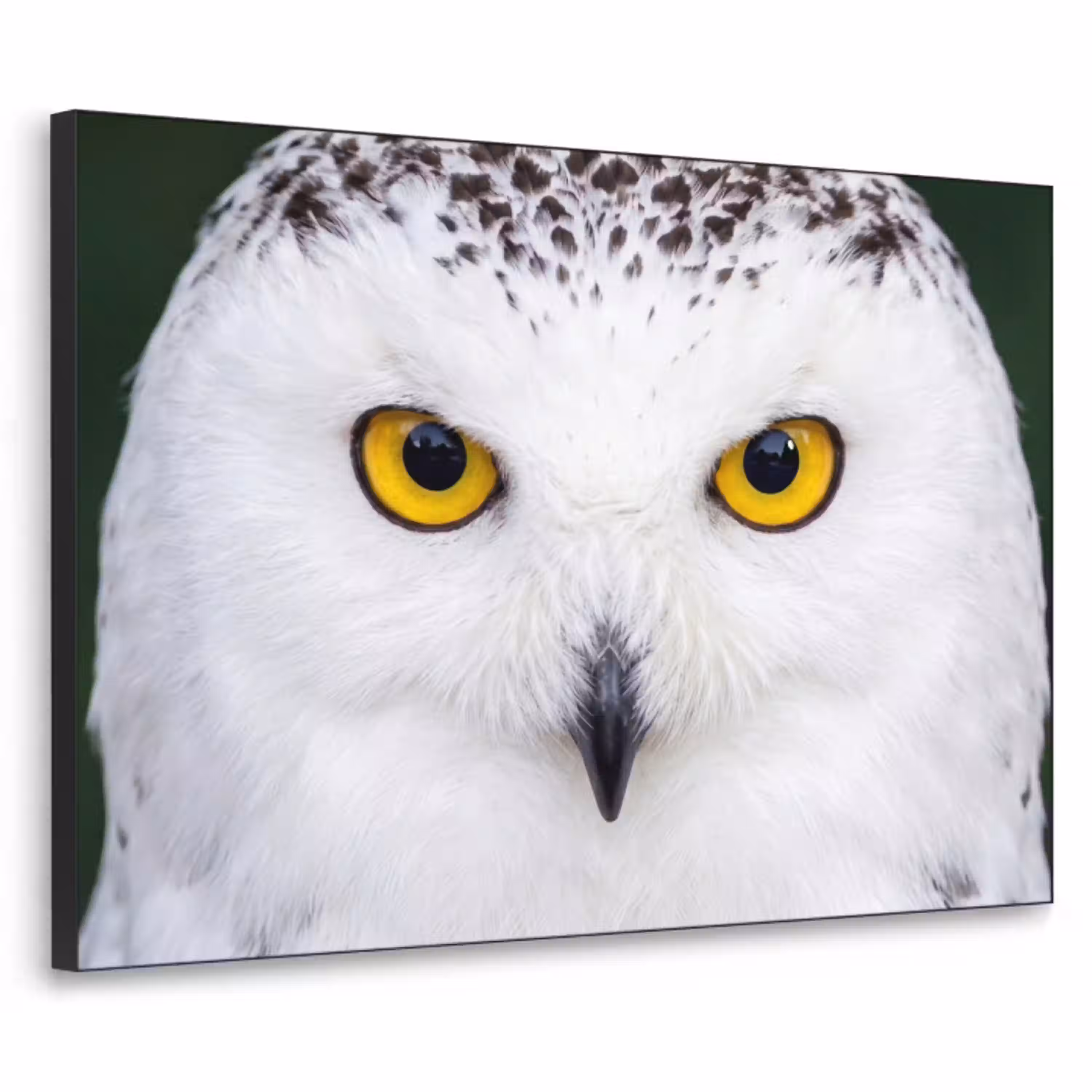 Sneeuwuil - Portret - Geel Textielframe zwart klein -3d