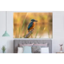 IJsvogel - Tak - Water - Kleurrijk - Levendig forex 5mm xxl -slaapkamer