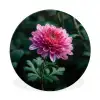 Blad - Chrysant - Roze - Schaduw Wandcirkel aluminium klein -3d