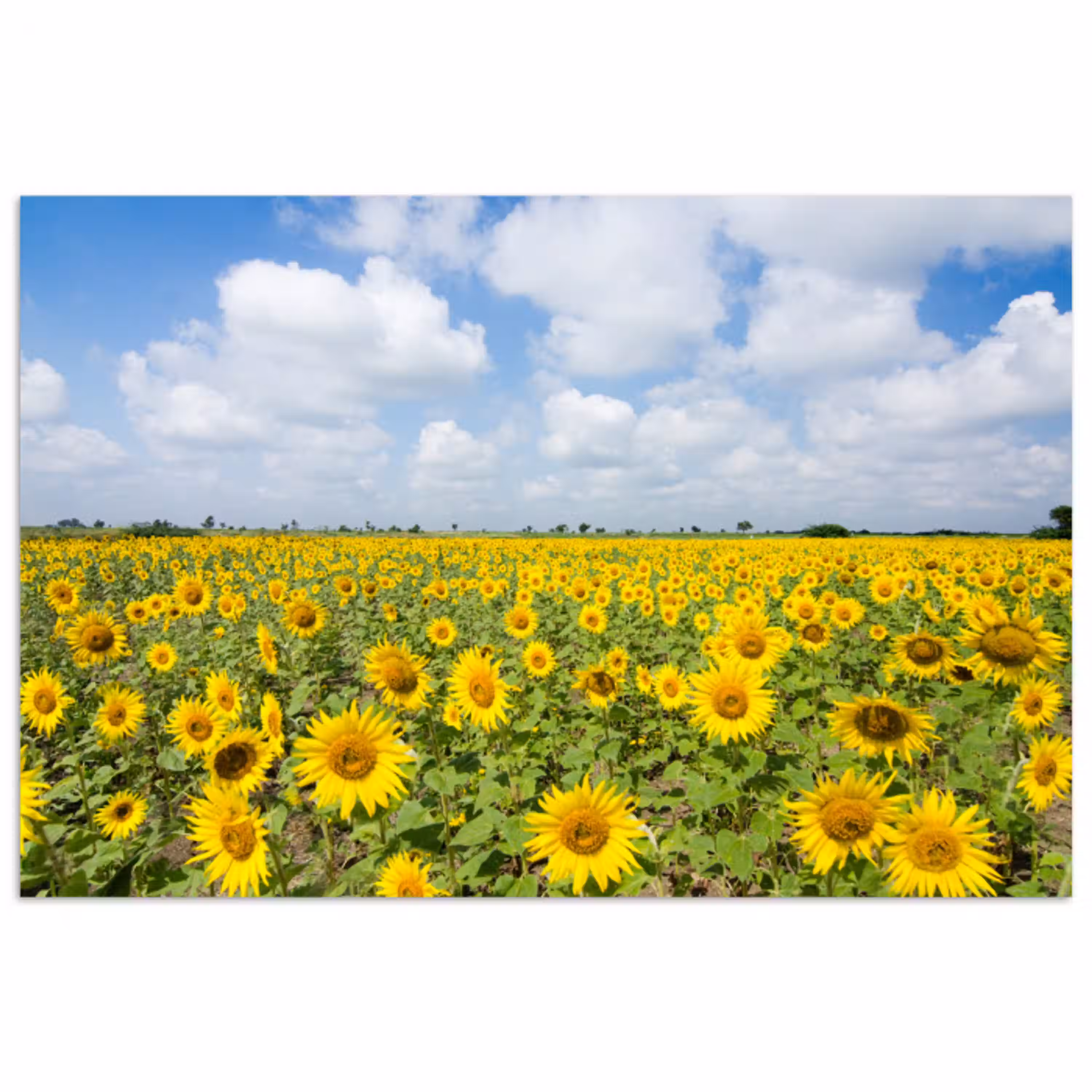 Zonnebloemen - Bloemen - Wolken - Natuur - Geel - Landschap poster papier klein -3d