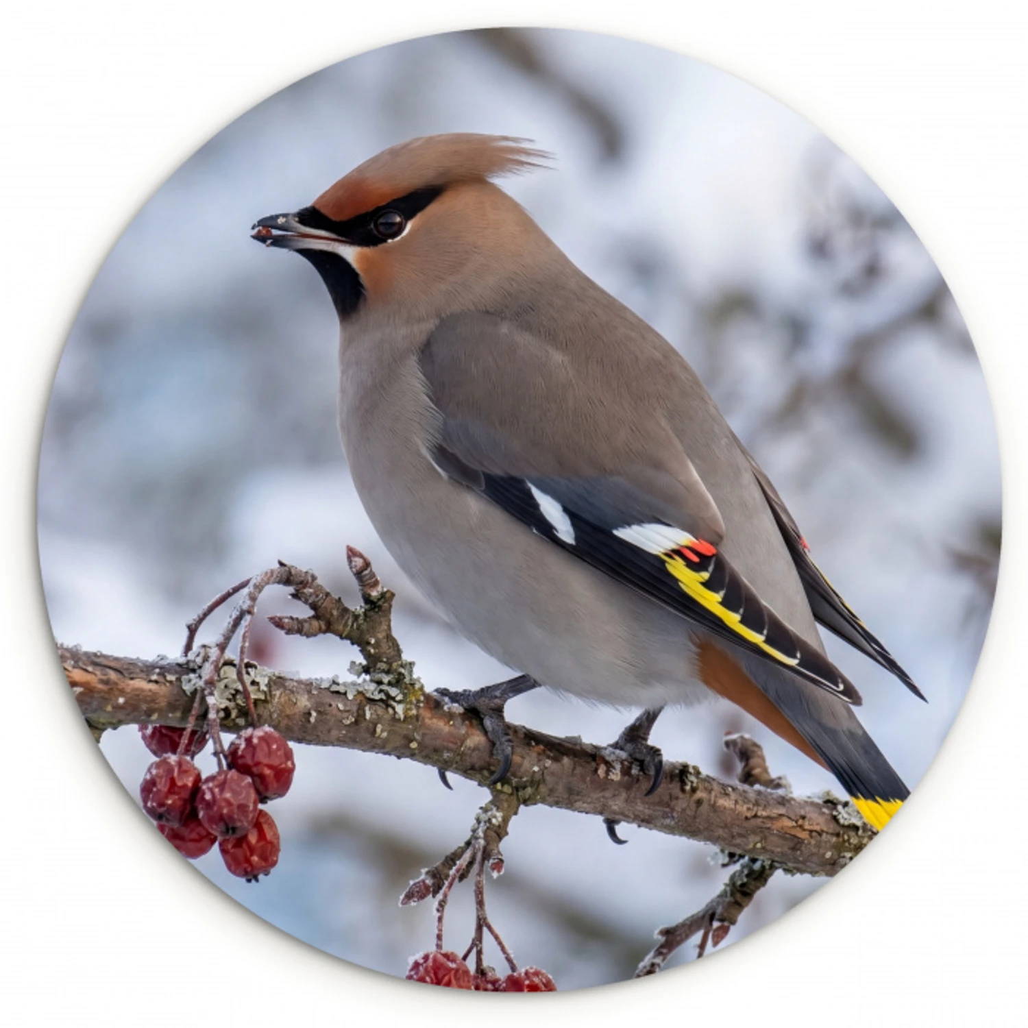 Pestvogel - Bessen - Winter - Natuur Wandcirkel kunststof plaat 5mm dik klein -3d