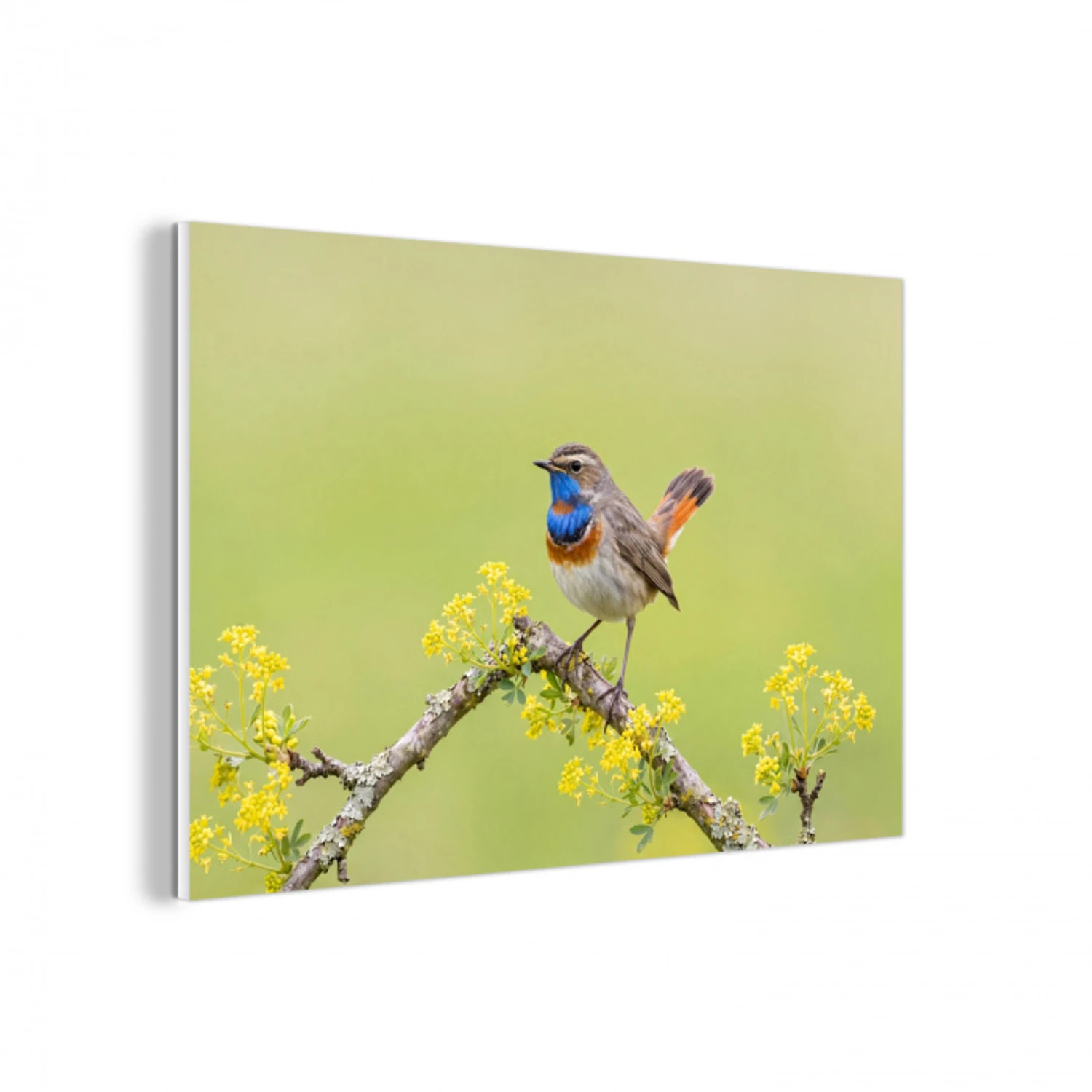 Vogel - Tak - Natuur - Kleurrijk forex 5mm xxl -3d