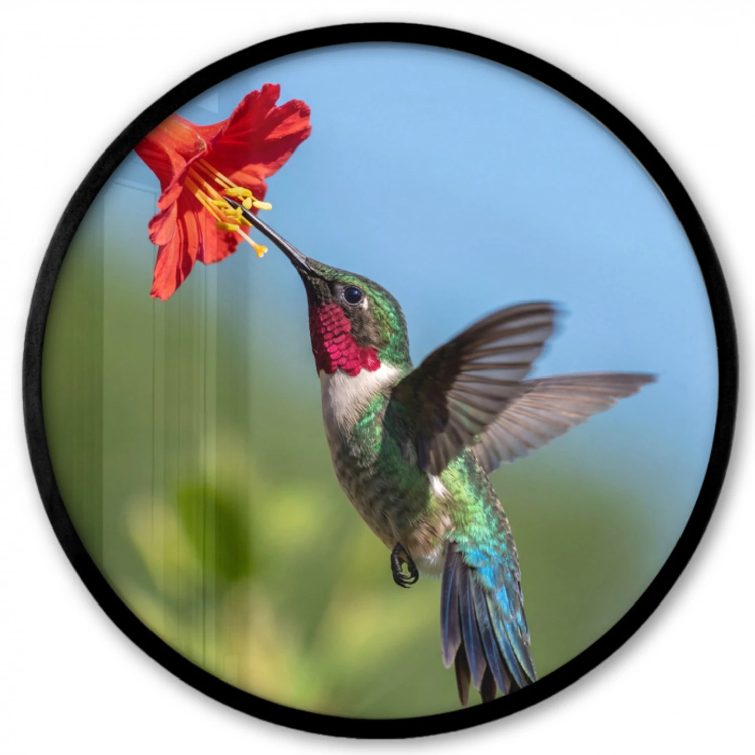 Kolibrie - Bloem - Natuur - Groen Fotolijst rond zonder passe partout klein -3d