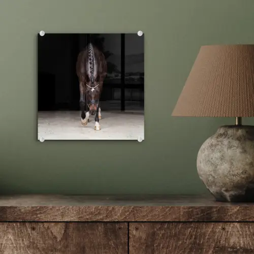 Paard - Modern - Portret plexiglas 5mm klein -sfeer3