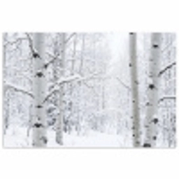 Berkenbomen - Sneeuw - Winter - Bos - Wit poster papier klein -3d