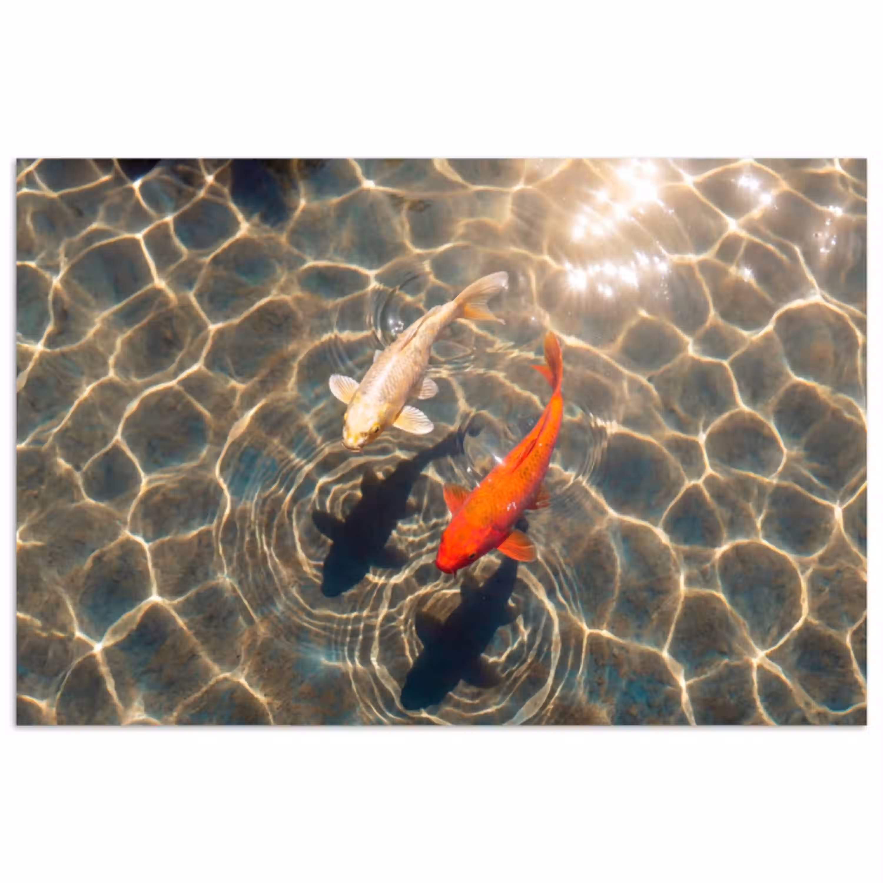 Vis - Water - Dieren - Oranje - Goud poster papier klein -3d