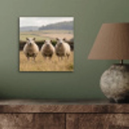Schapen - Weidenlandschap - Heuvels aluminium wit klein -sfeer2