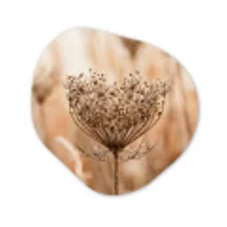 Schermbloem - Droogbloem - Winter - Beige - Minimalistisch Wandcirkel Organisch Forex 3mm klein -3d