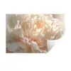 Close up - Pioenroos - Lichtroze Muursticker klein -3d