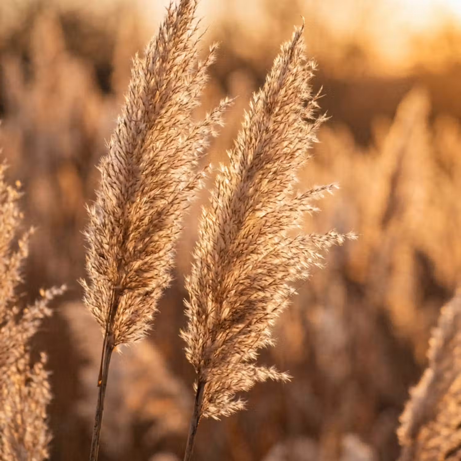 Tapete - Schilfrohrfahnen - Gras - Sonnenuntergang - Gold - Gelassenheit