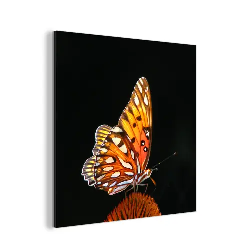 Vlinder - Bloemen - Insect - Portret - Zwart - Oranje aluminium wit klein -3d