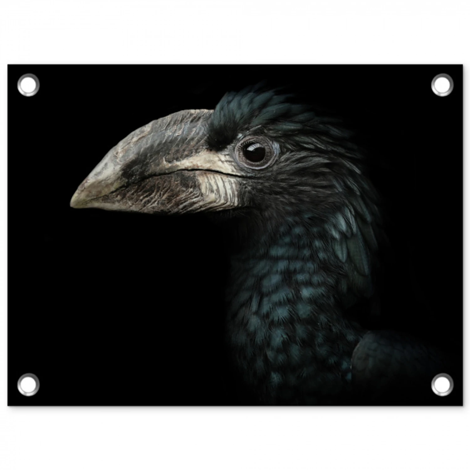 Vogel - Portret - Neushoornvogel - Zwart - Dieren tuinposter los doek klein -3d
