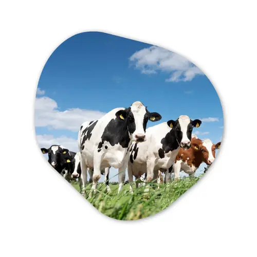 Koeien - Platteland - Weiland - Natuur - Dieren Wandcirkel Organisch Forex 3mm klein -3d
