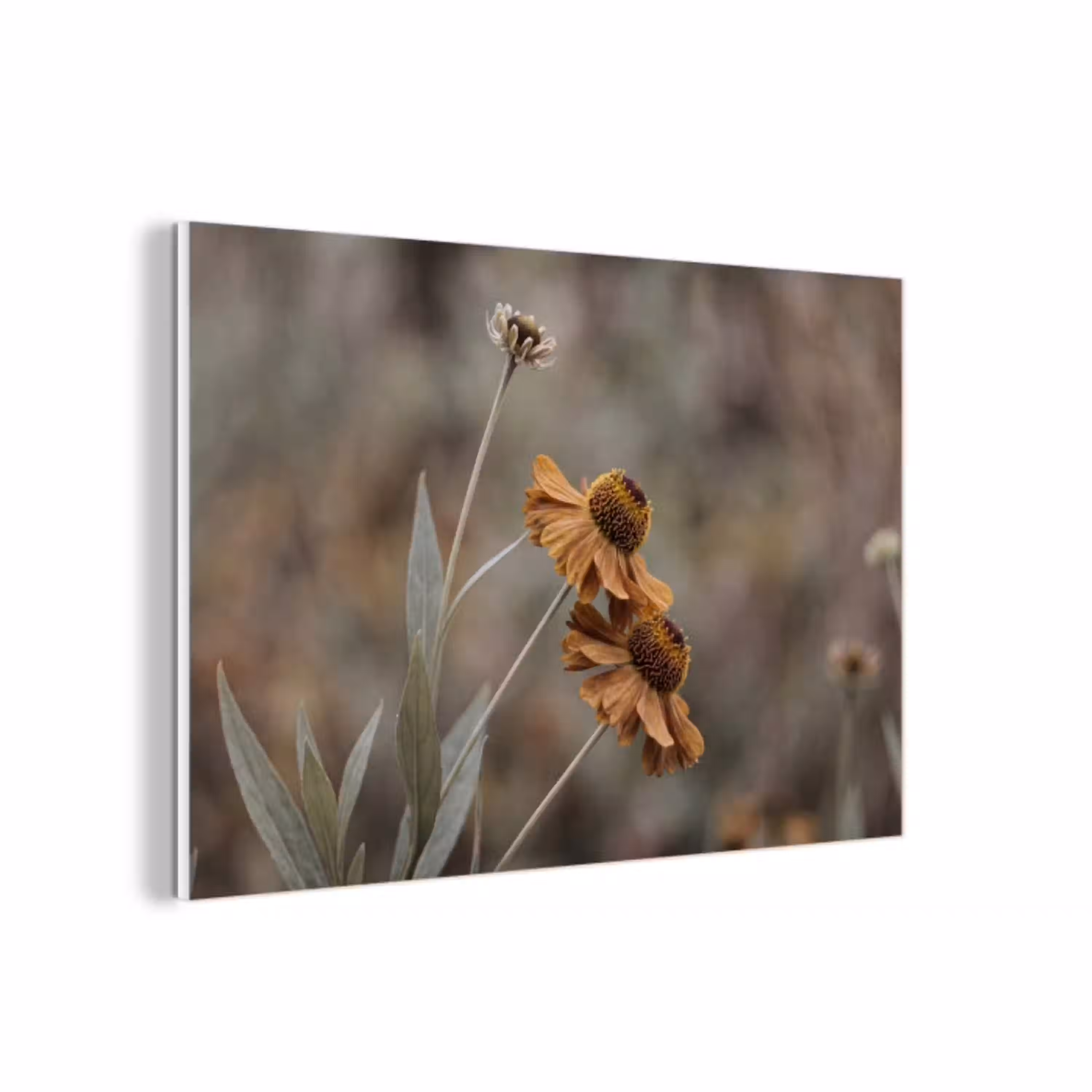 Zonnehoed - Droogbloemen - Geel - Warm forex 5mm xxl -3d