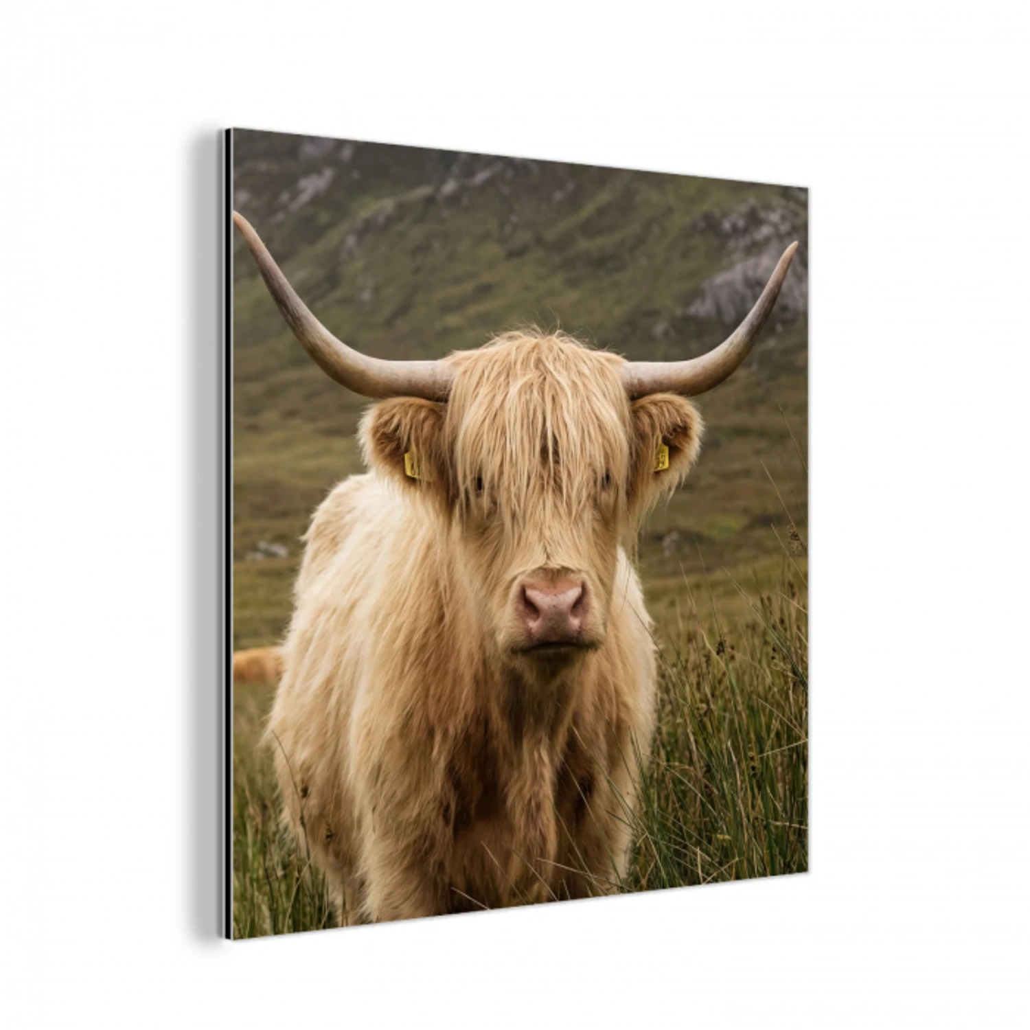 Schotse hooglander - Bergen - Grasveld aluminium wit klein -3d