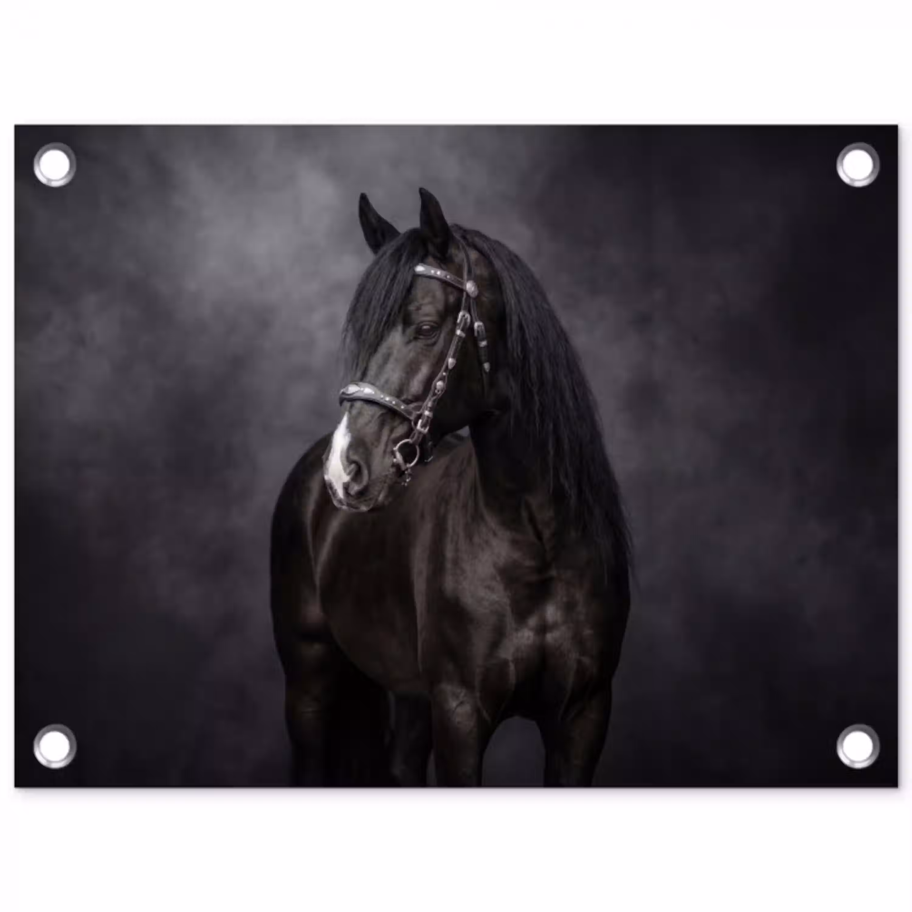 Portret - Paard - Zwart tuinposter los doek klein -3d