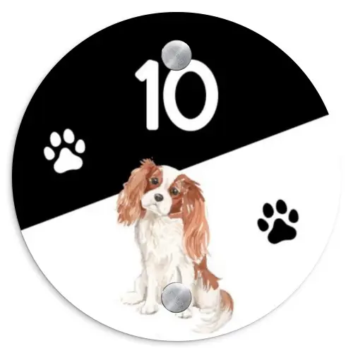Zwart wit - Huisdier - Cavalier King Charles Spaniël Naambord Rond klein -3d